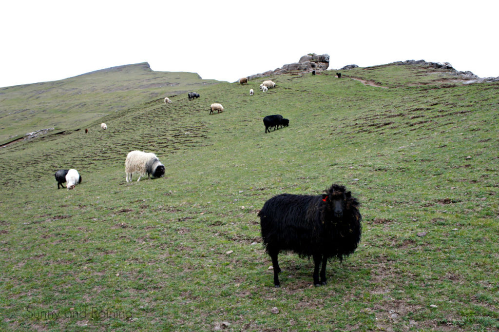 Sheep stand in the hills of the Faroe Islands. 